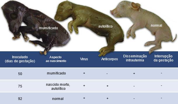 Perdas embrionárias e fetais = 30% de óvulos.