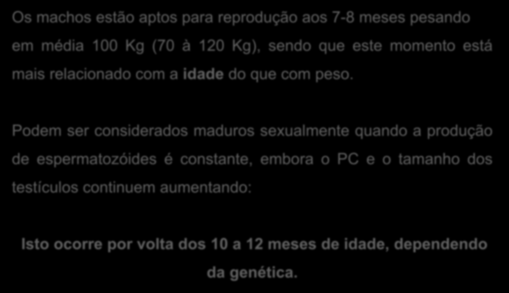 Os machos estão aptos para reprodução aos 7-8 meses pesando em média 100 Kg (70 à 120 Kg), sendo que este momento está mais relacionado com a idade do que com peso.