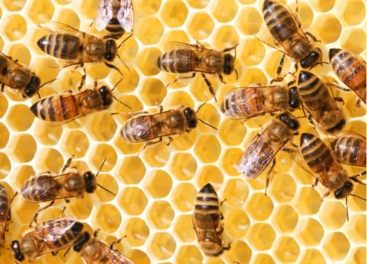 As abelhas também são animais sociais. Não há polícia, não há um estado, no entanto trabalham em conjunto. Uma abelha não pode ser individualista.