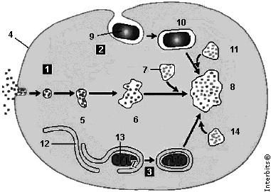 b) lisossomo. c) condrioma. d) ergastoplasma. 12. (PUCRS) Na pesquisa 1, um biólogo introduziu no citoplasma de amebas certa droga capaz de despolimerizar as proteínas do citoesqueleto.