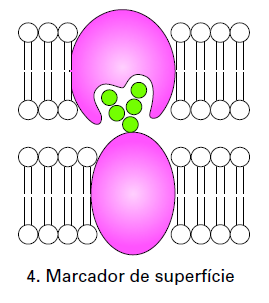 Identifica a célula, nos casos em