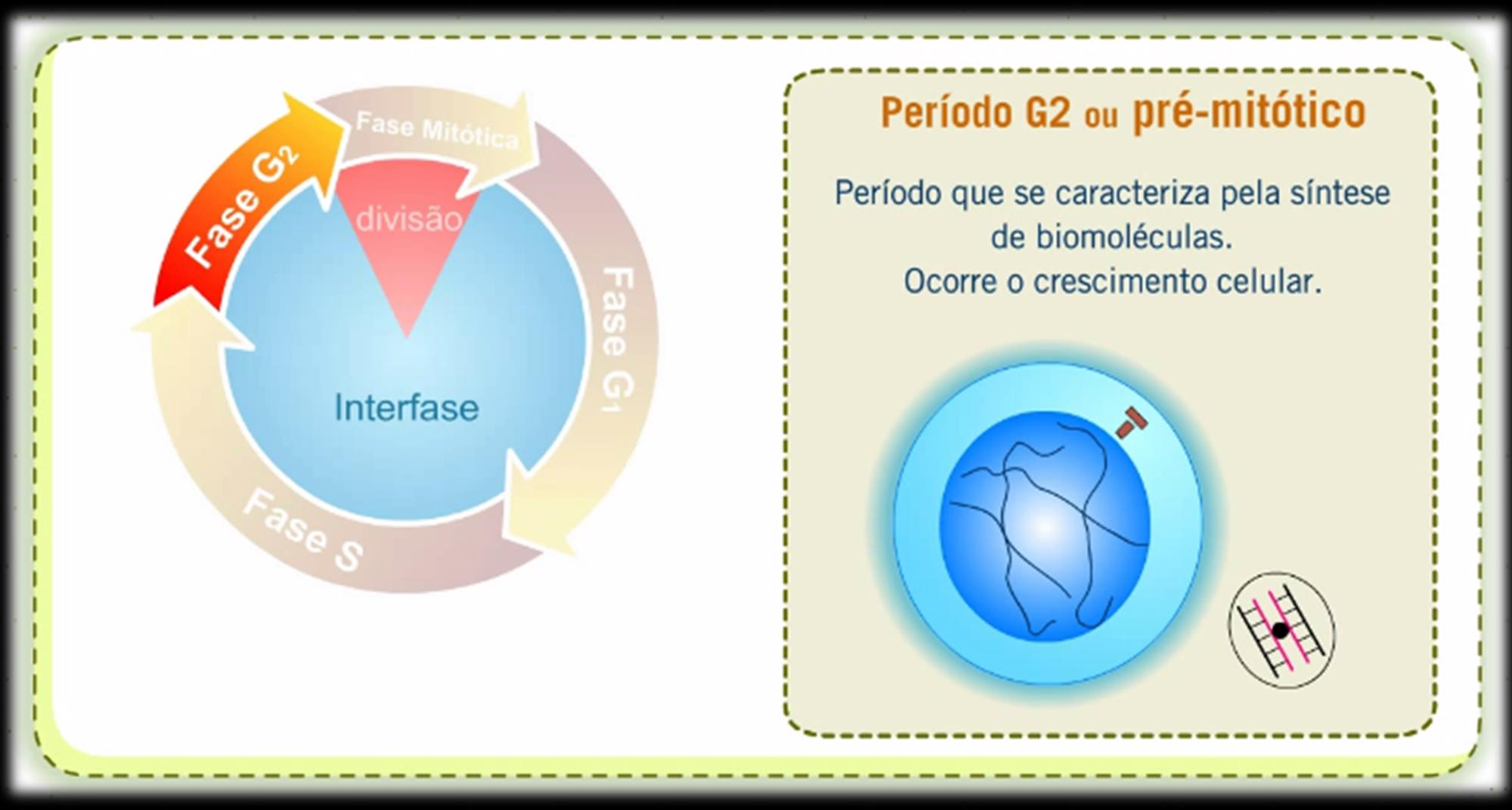 Interfase