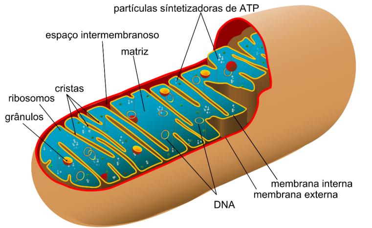 CROMATINA DE ORGANELAS Plastídeos e mitocôndrias possuem genomas próprios com DNA circulares pequenos em múltiplas