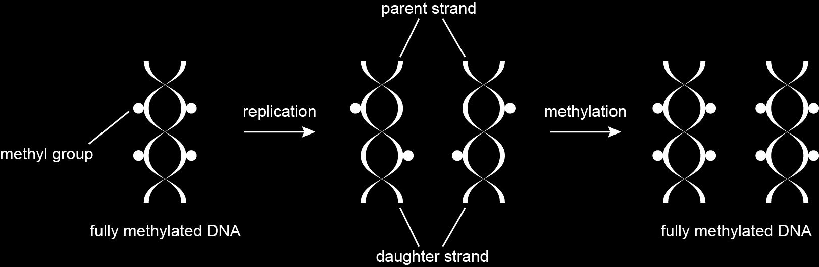 Memória epigenética A metilação em ambas as fitas permite reproduzir o padrão após a replicação do DNA.