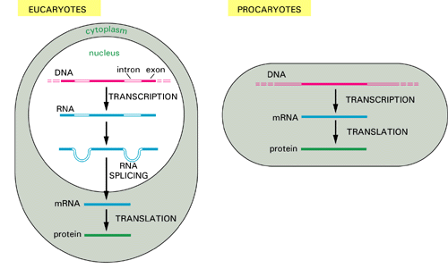 EUCARIONTES