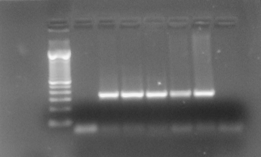 1 2 3 4 5 6 7 600 pb 300 pb ~400 pb 100 pb Figura 4. Resultado da PCR para o gênero Ehrlichia sp. utlizando os oligonucleotídeos DSB 330 e DSB 728 em amostras de sangue total.