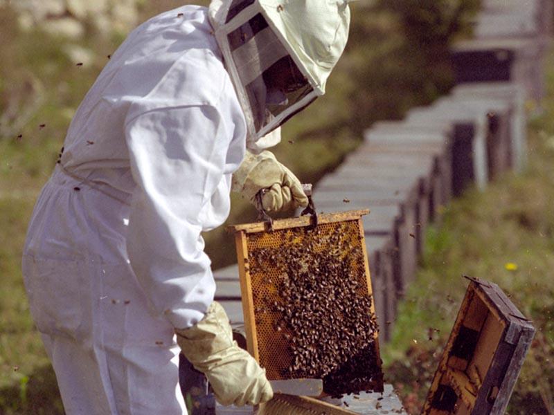 APICULTURA É a arte de criar abelhas (Apis mellifera), com o objetivo de obter produtos derivados (mel, cera, geleia real, própolis, pólen) e
