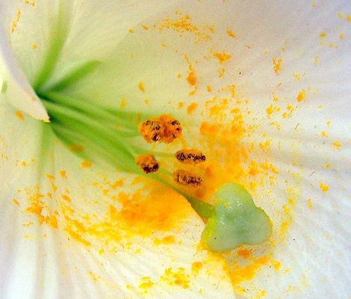 PÓLEN Gameta masculino das flores, necessário para a reprodução sexual das plantas; Geralmente amarelos; Mede