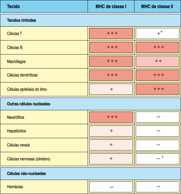 Distribuição diferencial das moléculas de MHC Em