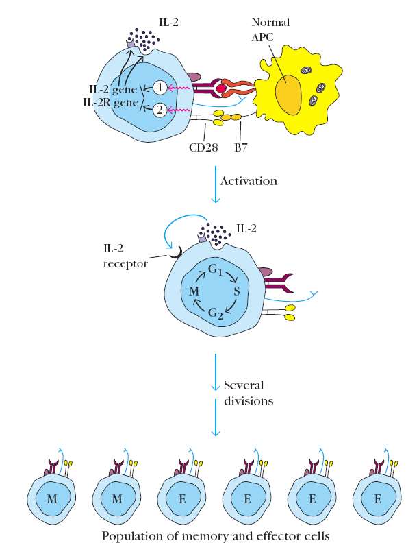 Ativação induz à proliferação Proliferação de linfócitos T depende da