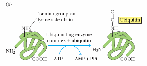 Antigénios endógenos Via citoplasmática Para que o antigénio seja degradado é necessário que a este se ligue uma pequena proteína Ubiquitina.
