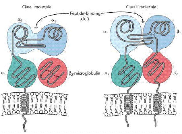 Kuby Immunology