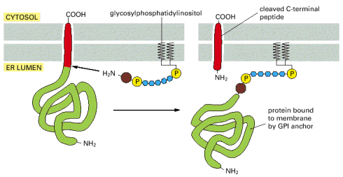 Predição de ancoras GPI Processos no RE ligam covalentemente uma âncora de glicosilfosfatidilinositol (GPI) a região C-terminal de algumas proteínas de membrana Proteína
