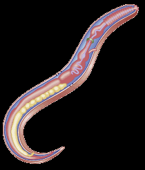 Estrongiloidíase Generalidades Infecção intestinal causada pelo nematódeo Strongyloides stercoralis Parasita monoxênico Ao contrário de outros parasitas, este nematódeo pode viver indefinidamente no