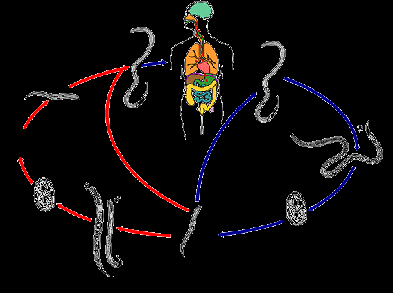 Ciclo de vida Larva rabditóide Liberada no meio ambiente Larva filarióide penetra a pele Larva filarióide migra pelo hospedeiro Fêmea partenogenética no intestino CICLO DE