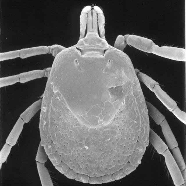 Breve Histórico da Taxonomia Taxonomia Moderna Microscopia Eletrônica de Varredura Palpo 3 4