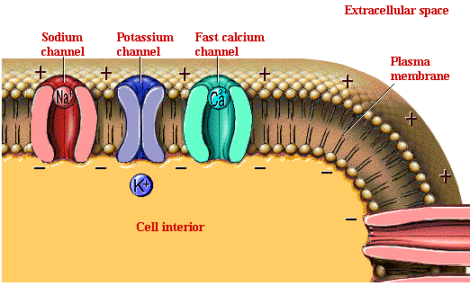 Sistema Cardiovascular O Coração eletrofisiologia Fonte: