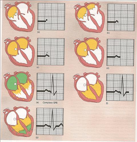 Sistema Cardiovascular O Coração ECG Registro indireto da