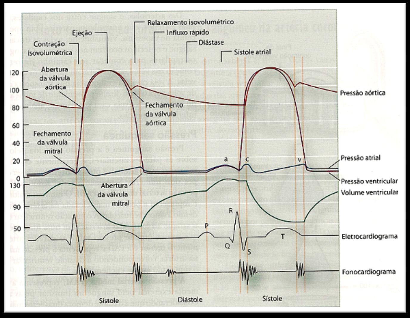 Sistema Cardiovascular - Circulação Volume (ml) Pressão (mmhg) CIRCULAÇÃO