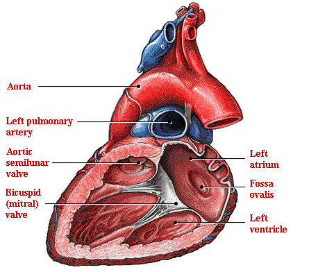 Sistema Cardiovascular O Coração estrutura anatômica Fonte: