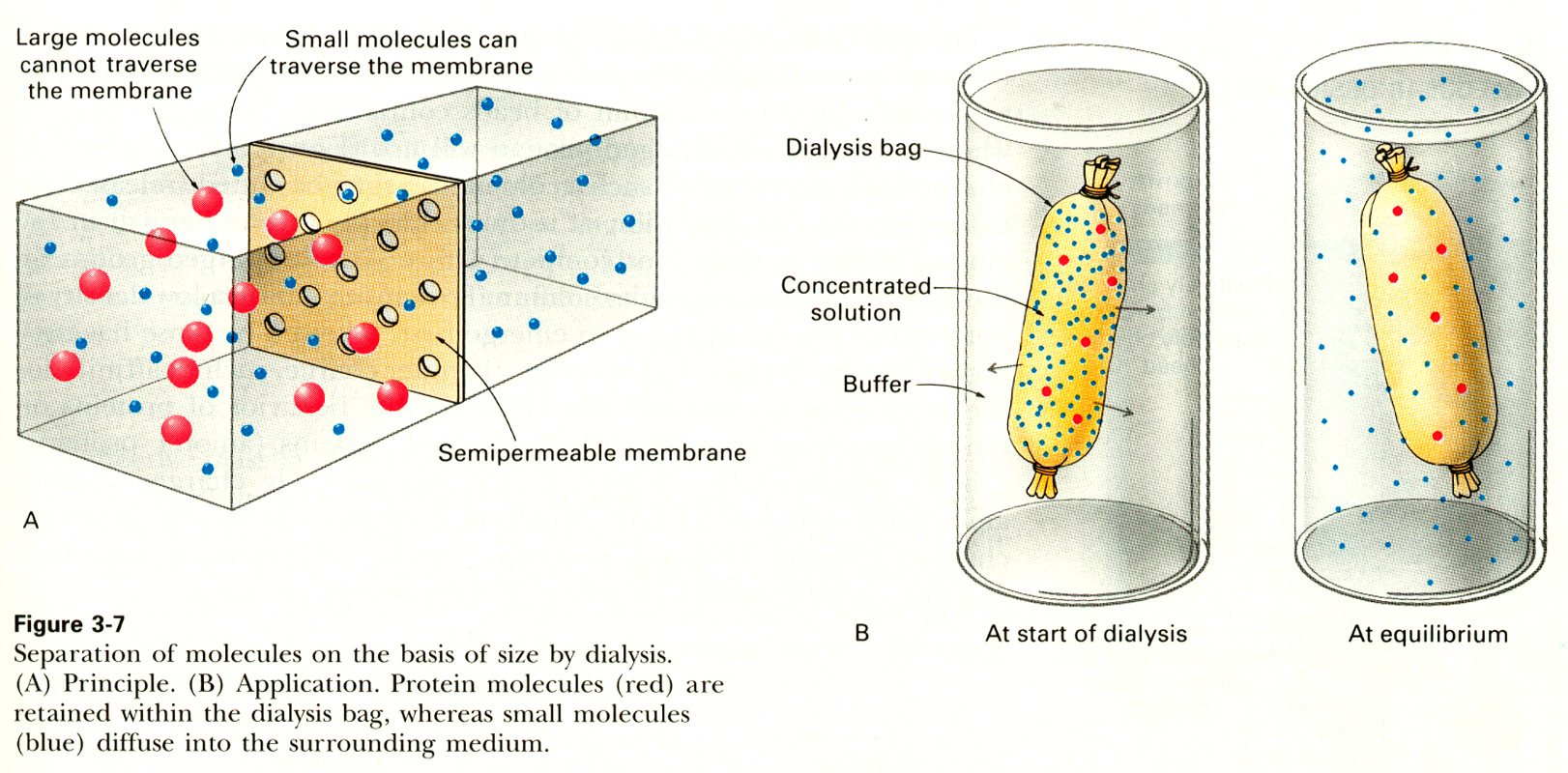 Separação pelo Tamanho: Diálise usada para remover o excesso de sal ou mudar o tampão de uma proteína.