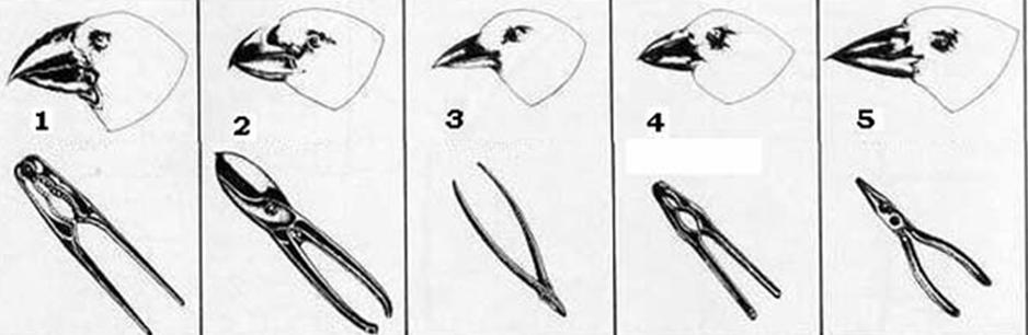 Darwin reparou que todas as diferentes espécies de tentilhões das Galapagos