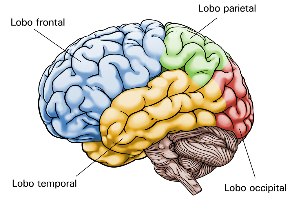 Finalmente, chegamos ao telencéfalo, que compreende o córtex cerebral e os núcleos da base.