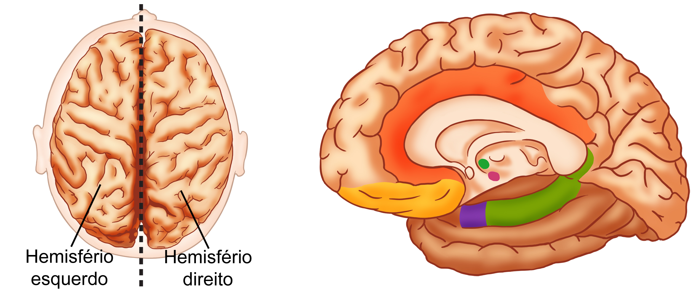 Licenciatura em Ciências USP/Univesp Módulo 4 37 Analisamos até agora regiões laterais do córtex cerebral.