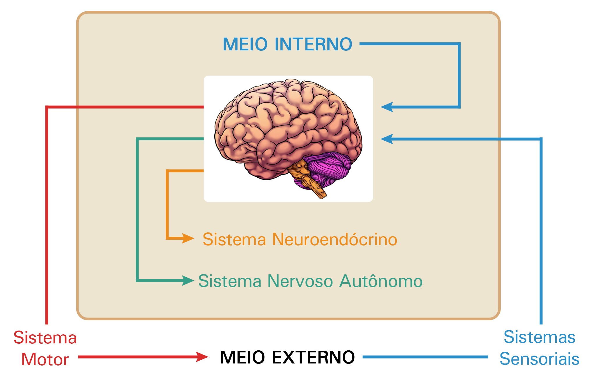 Licenciatura em Ciências USP/Univesp Módulo 4 25 Figura 2.6: Esquema representando as principais entradas (aferências, em azul) e saídas (eferências, em vermelho, verde e laranja) do sistema nervoso.