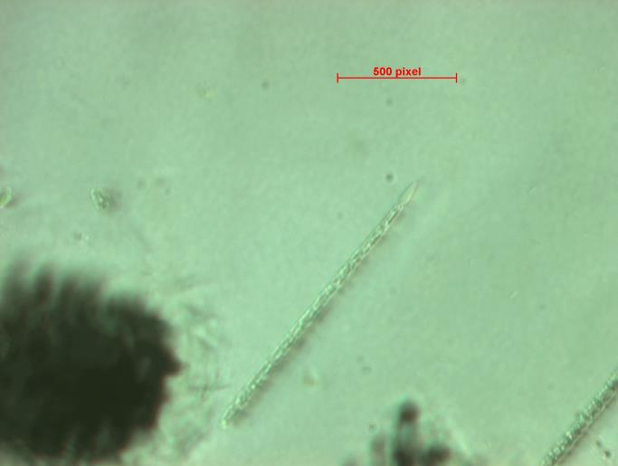 Espécies de cianobactérias usualmente encontradas em florações