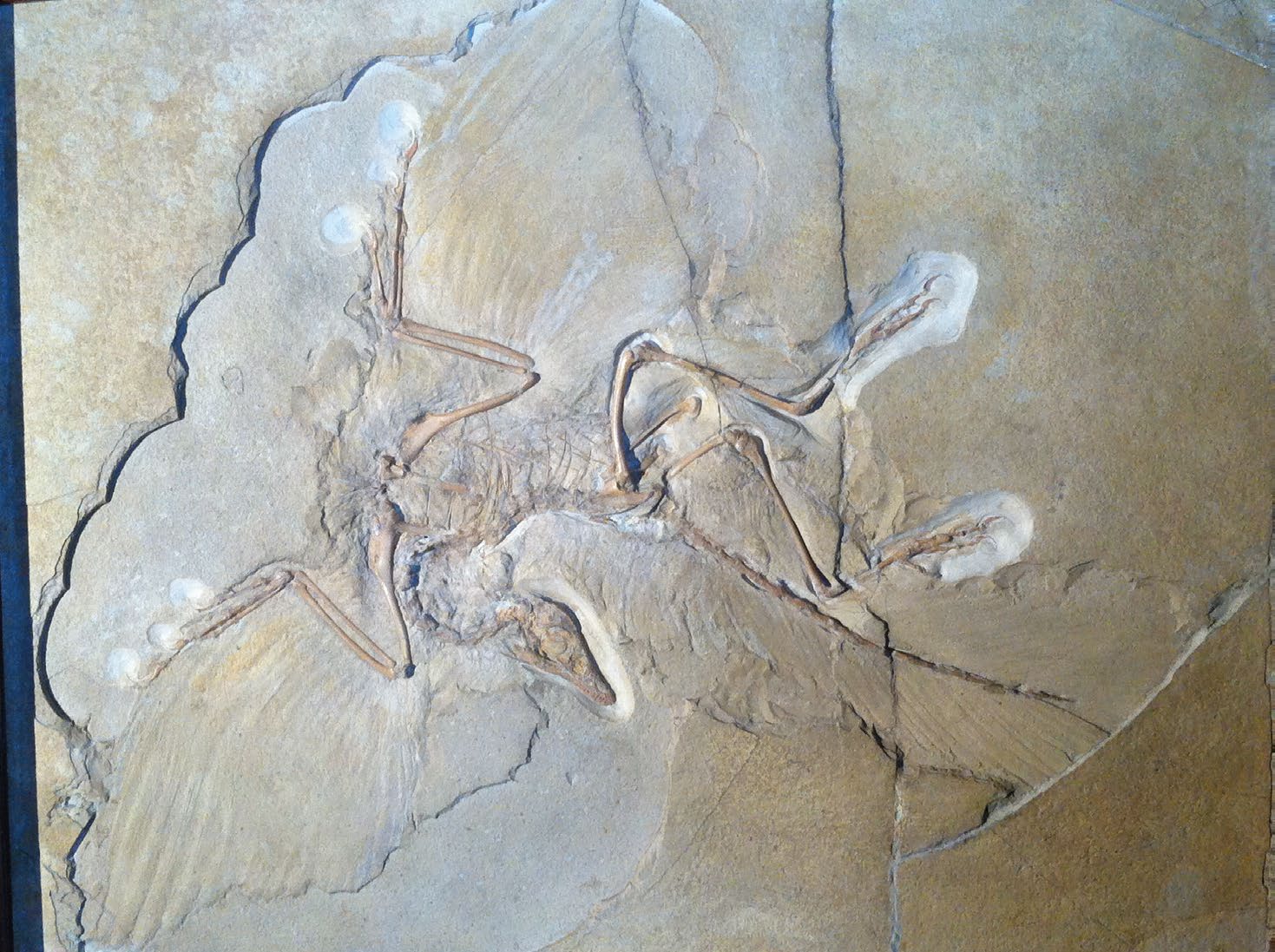 A Archaeopteryx viveu na Europa Central