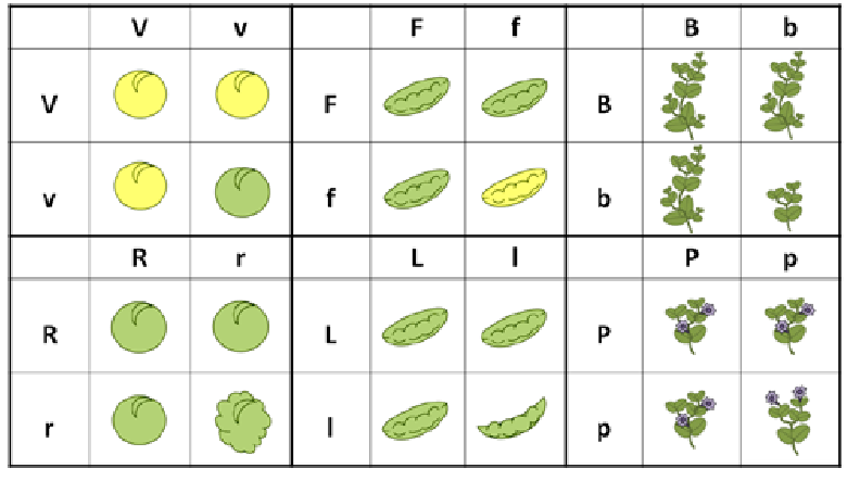 Caso 1 Confeccionando o Bingo das Ervilhas: O bingo é composto de duas cartelas principais com todos os Genótipos e Fenótipos, sendo uma para a primeira lei e a outra para a segunda lei.