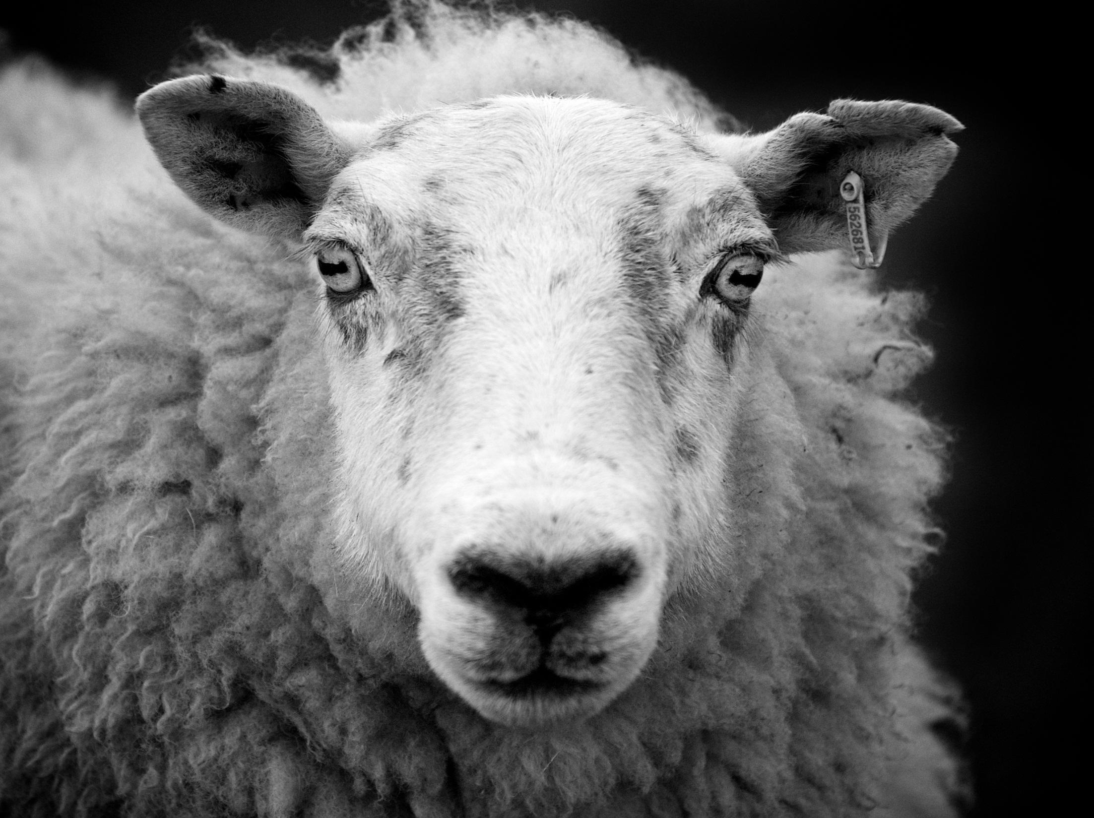 11 Eu sou o bom pastor; o bom pastor dá a sua vida pelas ovelhas.