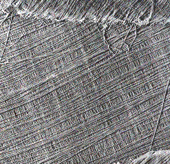 Na Parede Primária (P) as fibrilas de celulose são arranjadas em delgadas camadas que se cruzam formando um aspecto de redes.