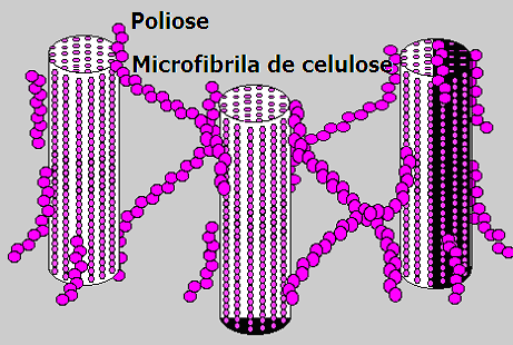 FIGURA 31 Ligações Polioses (emiceluloses) com Celulose (microfibrilas). 7.