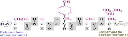 Ligação peptídica As proteínas são moléculas formadas por até milhares de aminoácidos unidos por ligações peptídicas (ligações covalente que ocorre entre a carboxila de uma aminoácido de o grupo