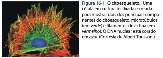 Citoesqueleto Para o funcionamento celular adequado: 1. Organizar no espaço; 2. Interagir mecanicamente com o ambiente ao seu redor; 3. Apresentar uma conformação correta; 4.