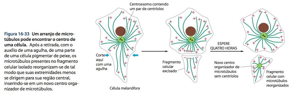 Os microtúbulos irradiam a partir do centrossomo de células animais O sistema de microtúbulos que irradia a partir do centrossomo atua como um aparelho que controla os limites
