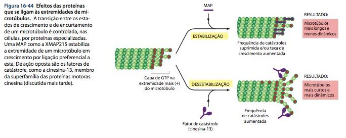 Diferentes tipos de proteínas alteram as propriedades das extremidades Em muitas células, as extremidades (-) dos microtúbulos estão estabilizadas pela associação com o centrossomo; Algumas proteínas