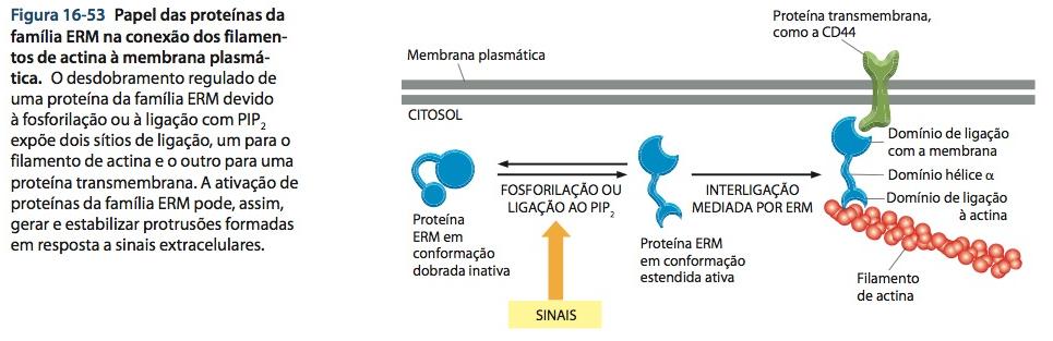 Elementos do citoesqueleto estabelecem diversas conexões a membranas As conexões do citoesqueleto cortical de actina à MP ainda não estão totalmente compreendidas; A família de proteínas ERM (ezrina,