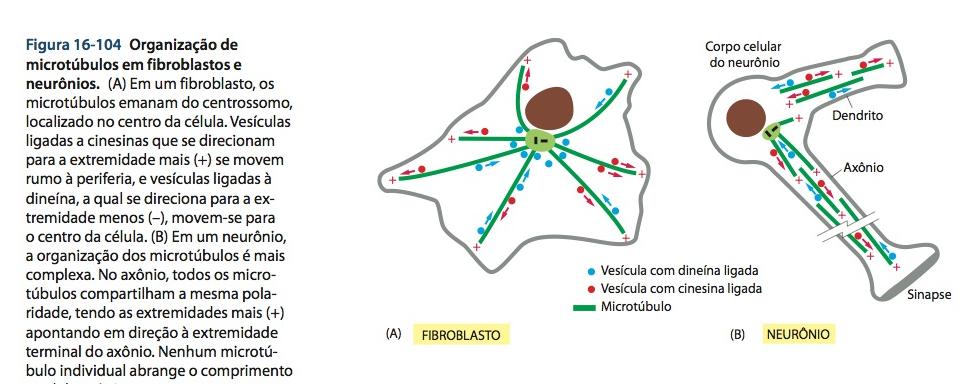 Proteínas motoras de