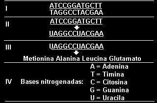 31. (Enem 1998) Em I está representado o trecho de uma molécula de DNA.