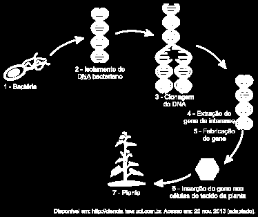 Do ponto de vista biotecnológico, como a planta representada na figura é classificada? a) Clone. b) Híbrida. c) Mutante. d) Adaptada. e) Transgênica. 5.