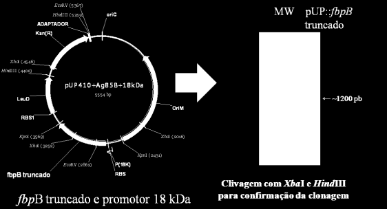 leprae MW fbpb truncado 1000 pb 850