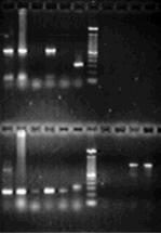 Reação da polimerase em cadeia (PCR) primers DNA viral