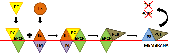 20 sistema hemostático, já que essa enzima muda a especificidade de substrato passando a atuar sobre a PC e não mais sobre substratos como fibrinogênio e fv (REZAIE, 2010).