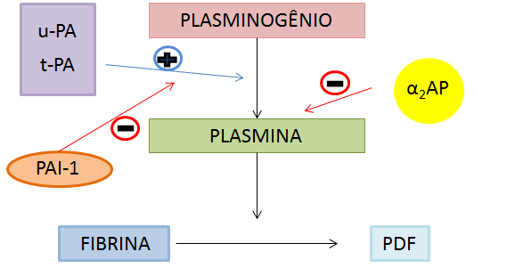 21 dos PAIs (Plasminogen Activator Inhibitor - Inibidor do ativador de plasminogênio), e sobre a plasmina como é o caso da α 2 -antiplasmina (Figura 7) (FRANCO, R. F., 2001).