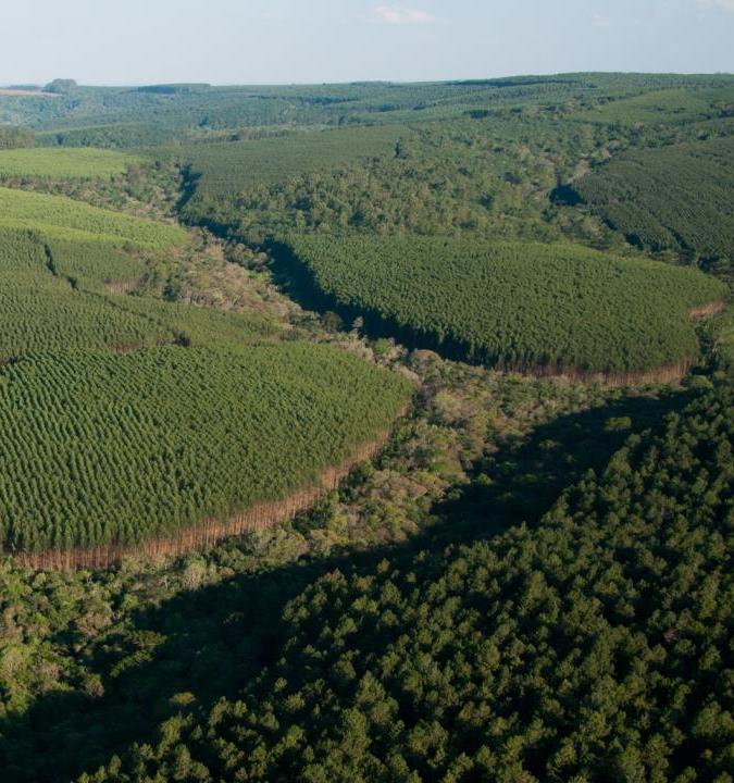 1. ORIGEM EM FONTES RENOVÁVEIS 239 210 mil hectares de florestas