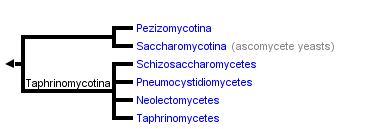 Filo Ascomycota TOL - 2016 Pencillium (filamentosos,com ascoma) Candida, Saccharomyces (levedura,sem ascoma)