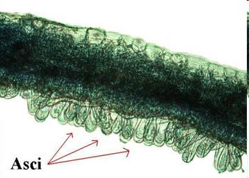 TOL -2016 Taphrinomycotina (Archiascomycetes) - Unicelulares, filamentosos - Ausência de ascoma e hifas ascógenas (maioria) - Espécies